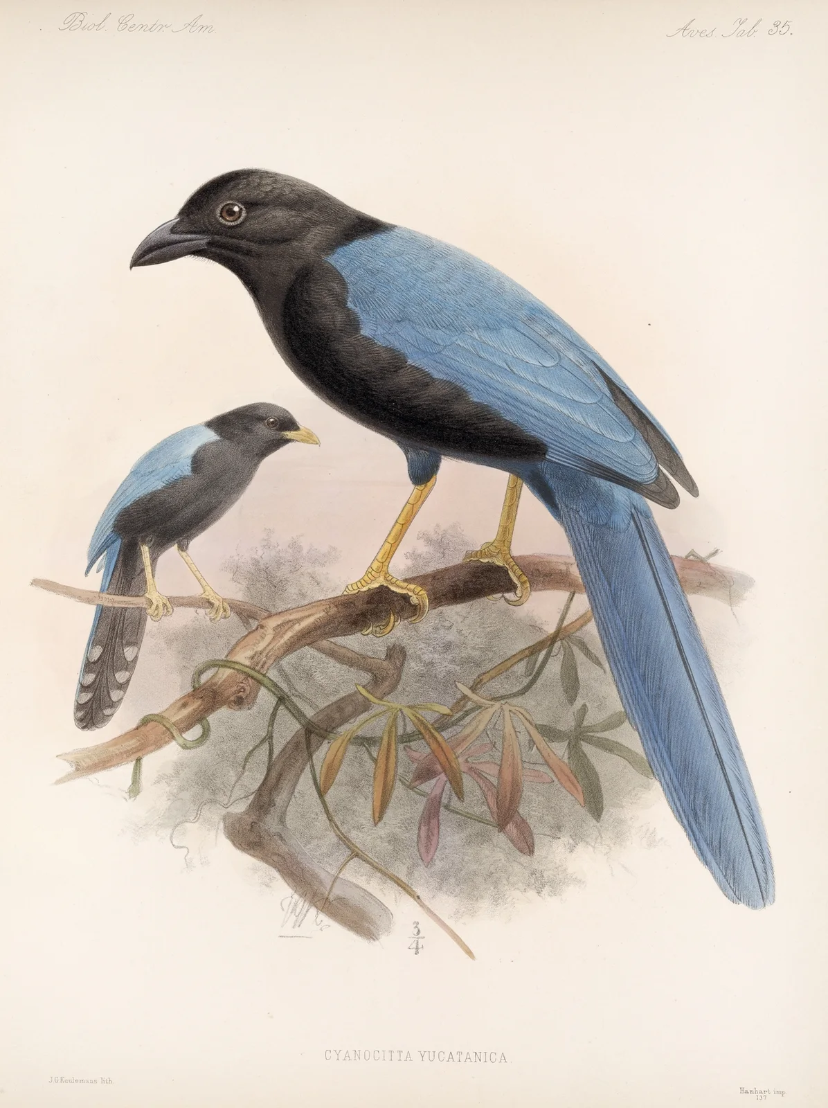 Aves Pl 36 av Frederick DuCane Godman
