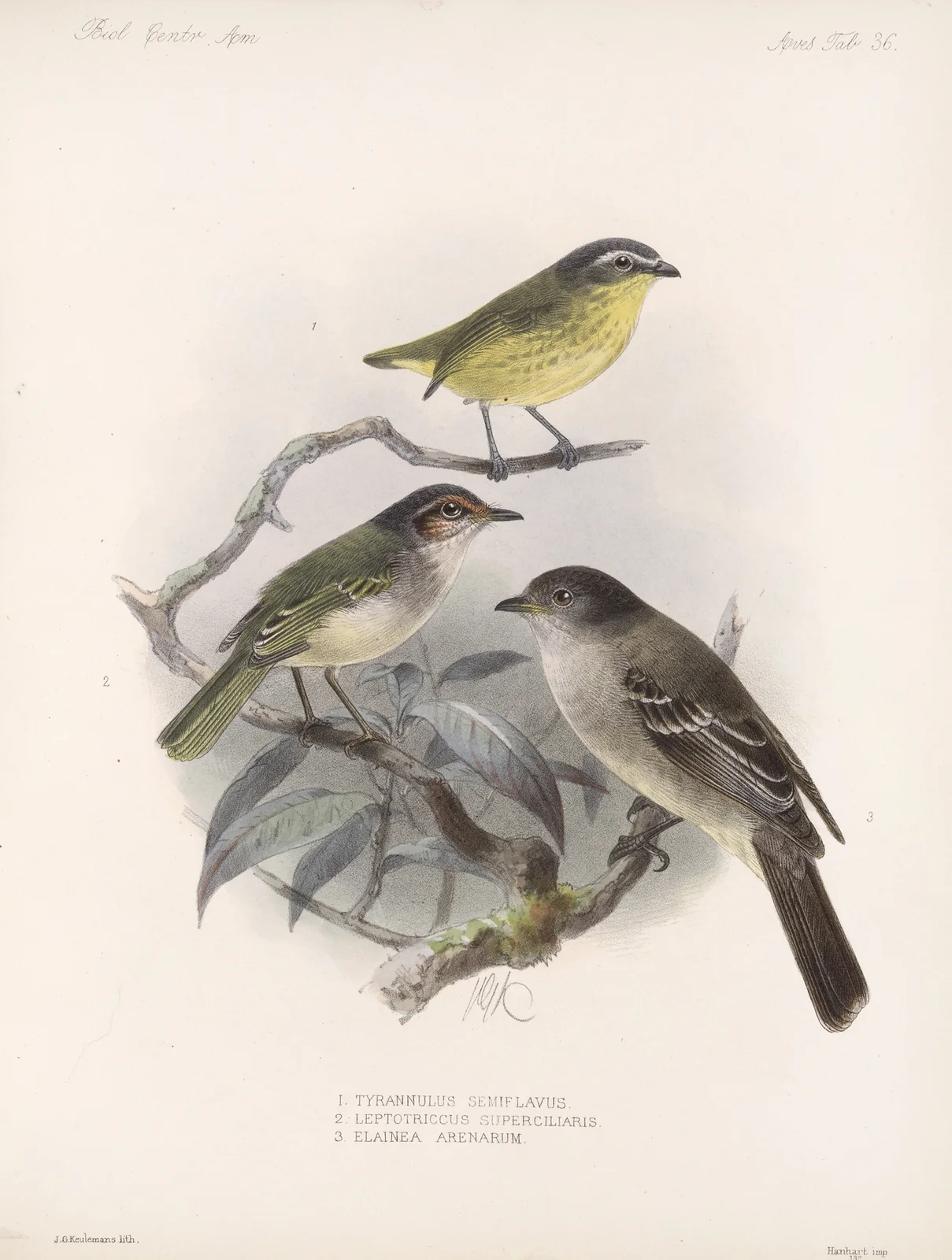 Aves Pl 37 av Frederick DuCane Godman