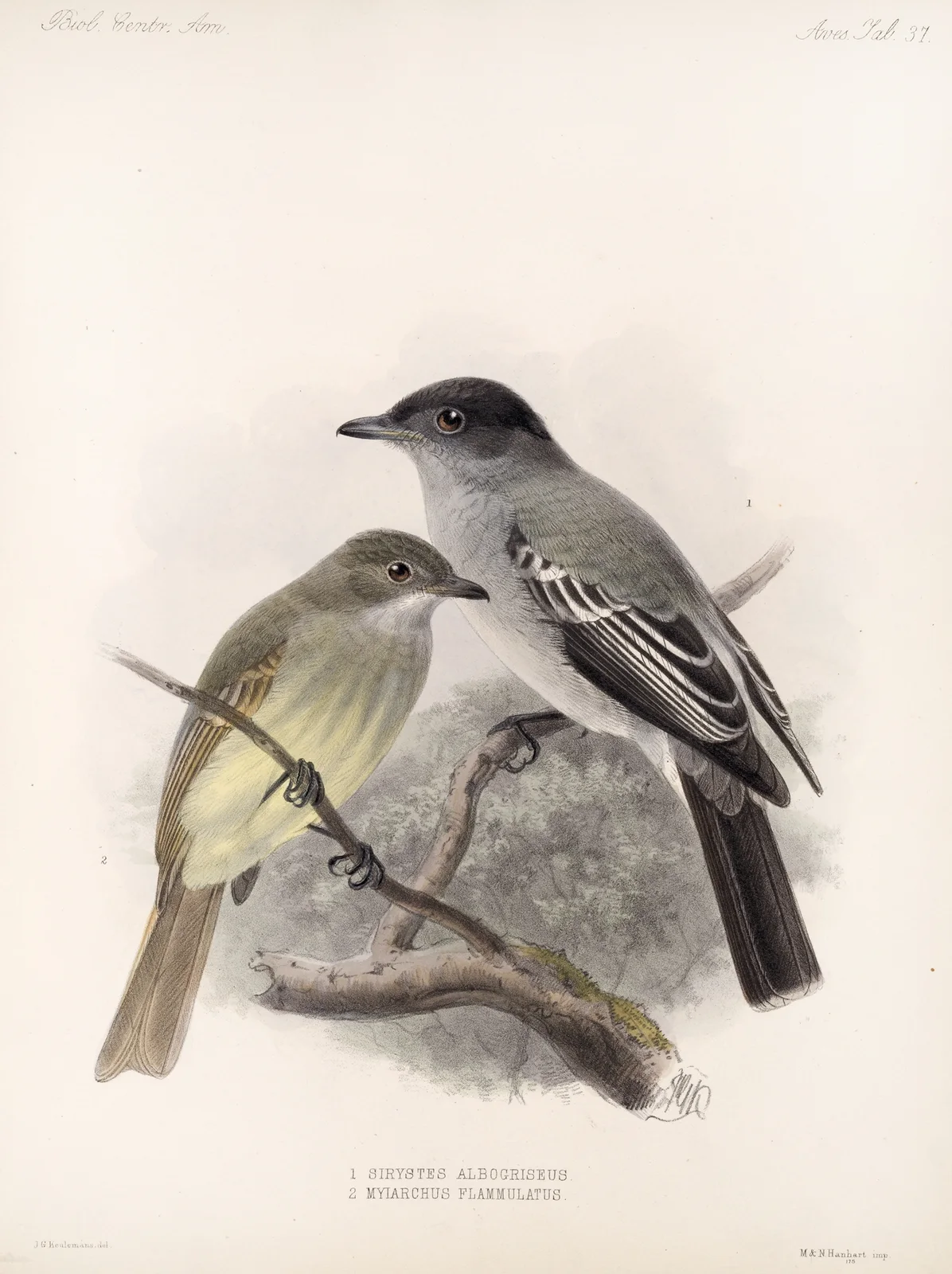 Aves Pl 38 av Frederick DuCane Godman