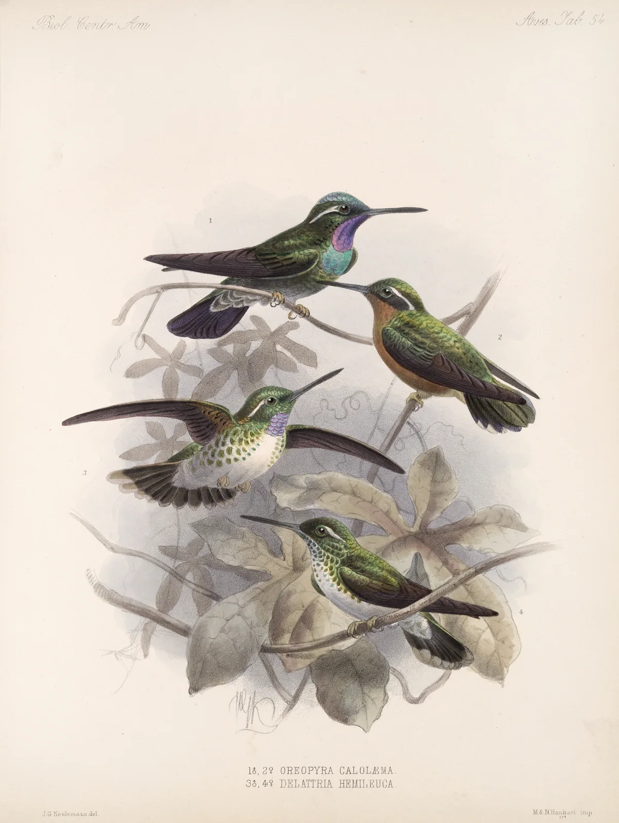 Aves Pl 55 av Frederick DuCane Godman