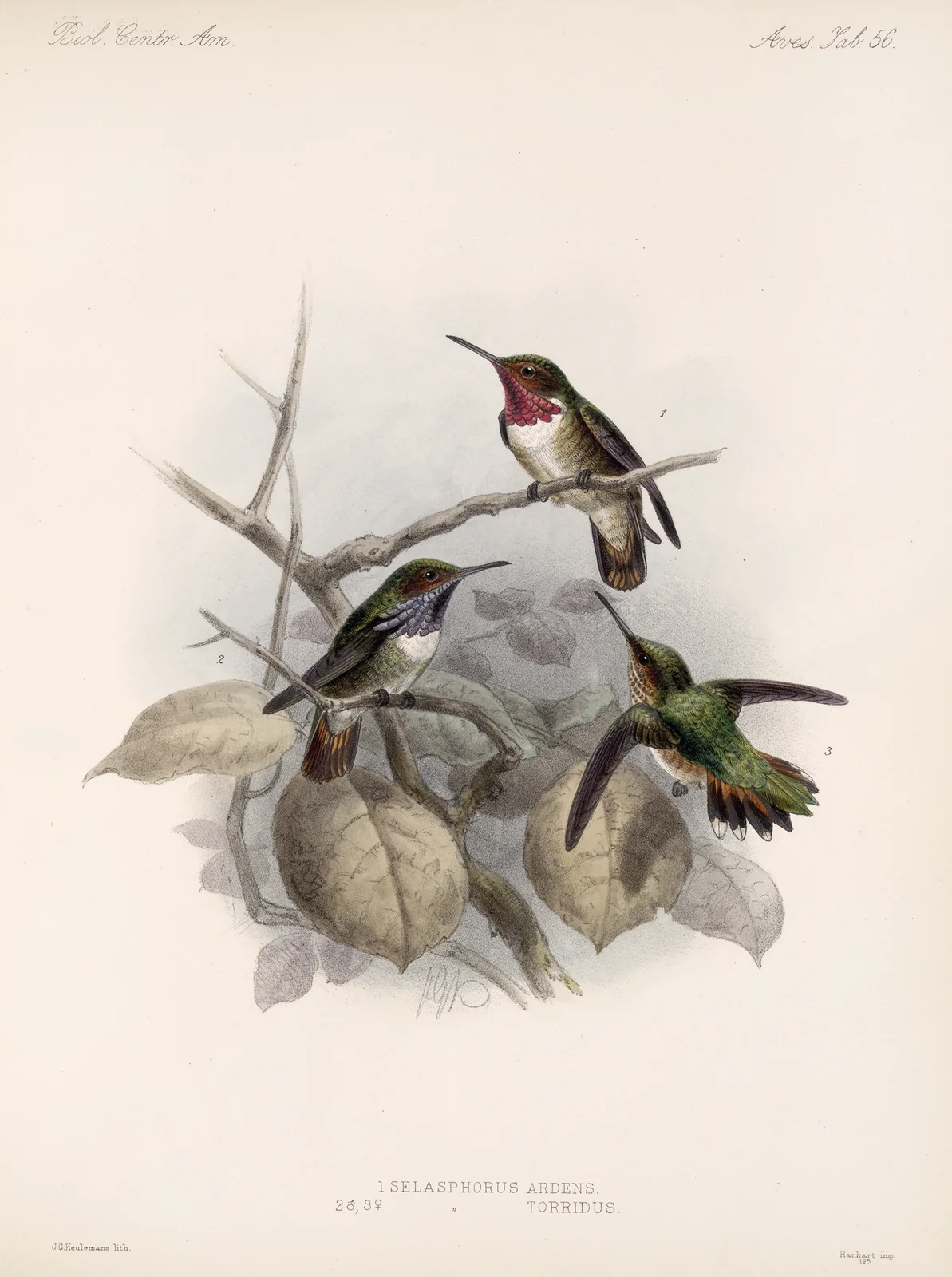 Aves Pl 58 av Frederick DuCane Godman