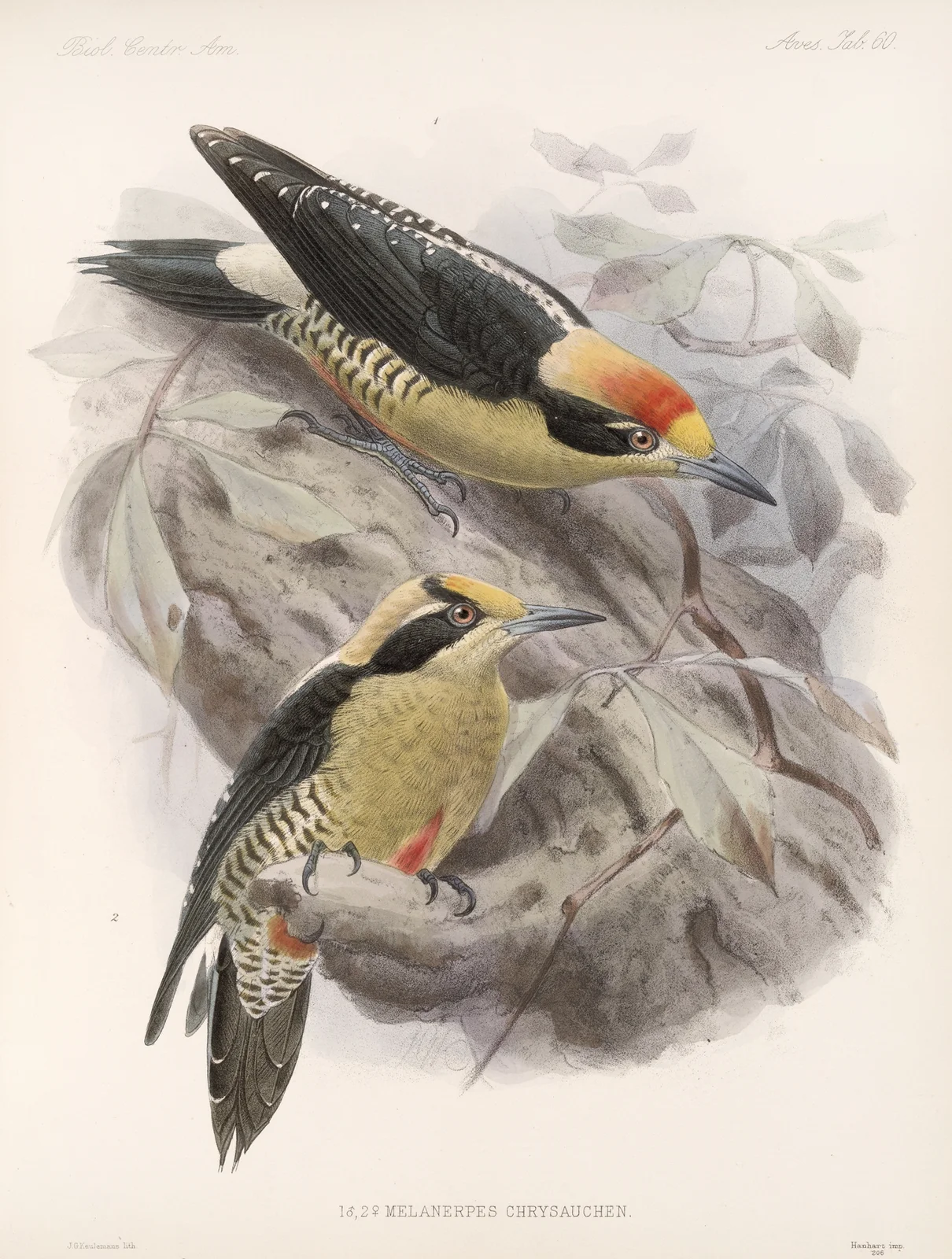 Aves Pl 65 av Frederick DuCane Godman