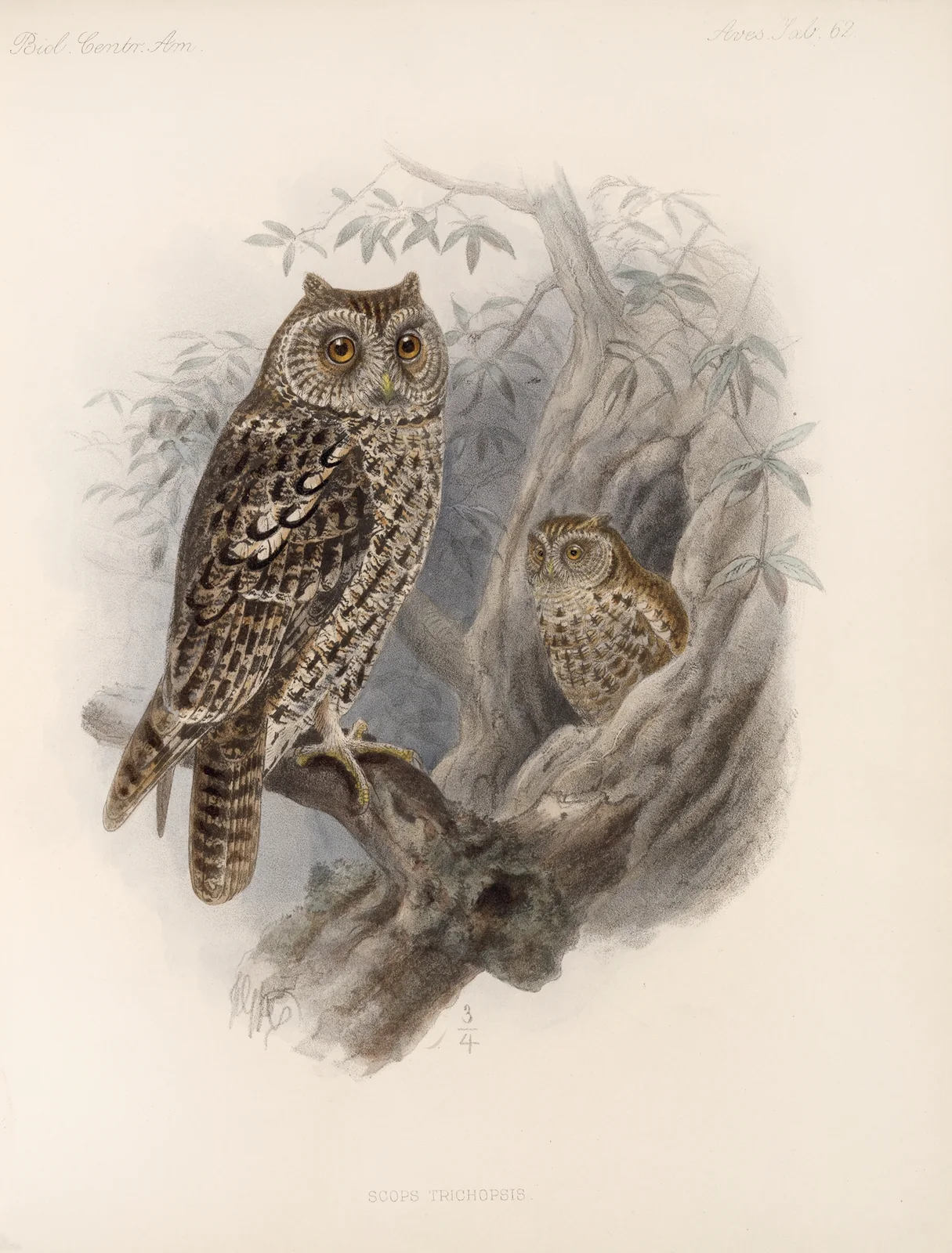 Aves Pl 67 av Frederick DuCane Godman
