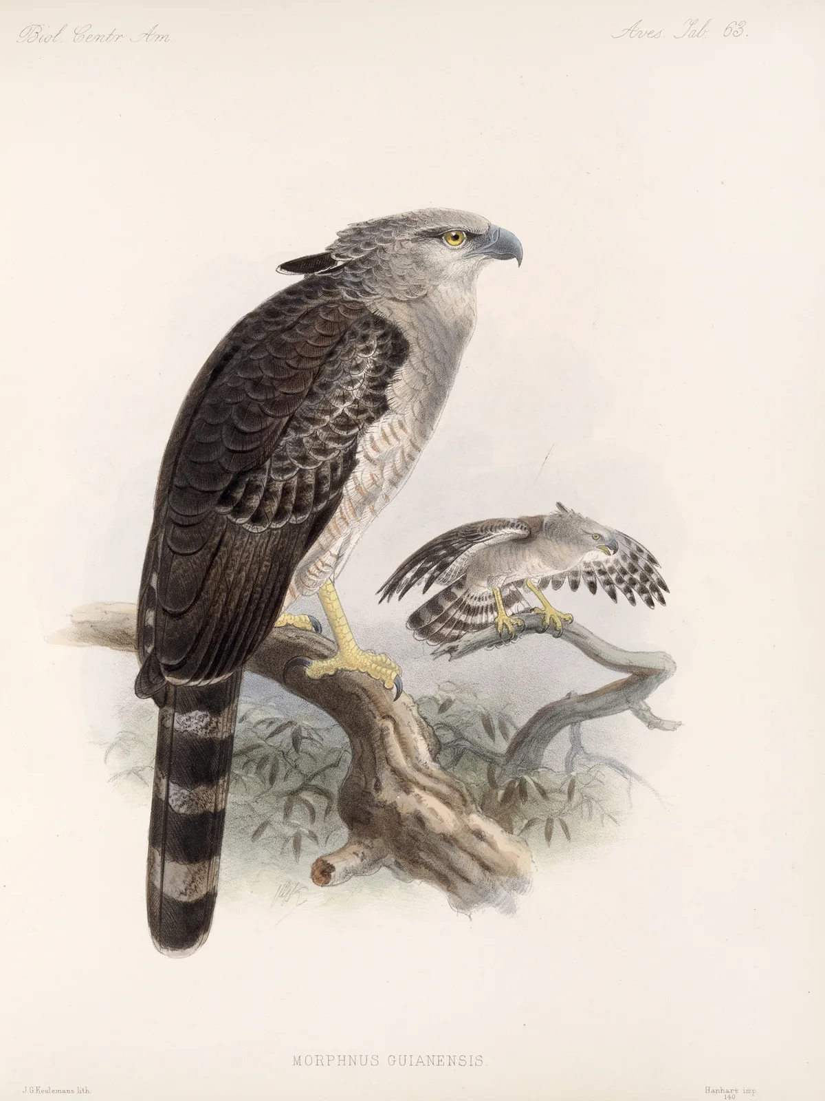 Aves Pl 68 av Frederick DuCane Godman