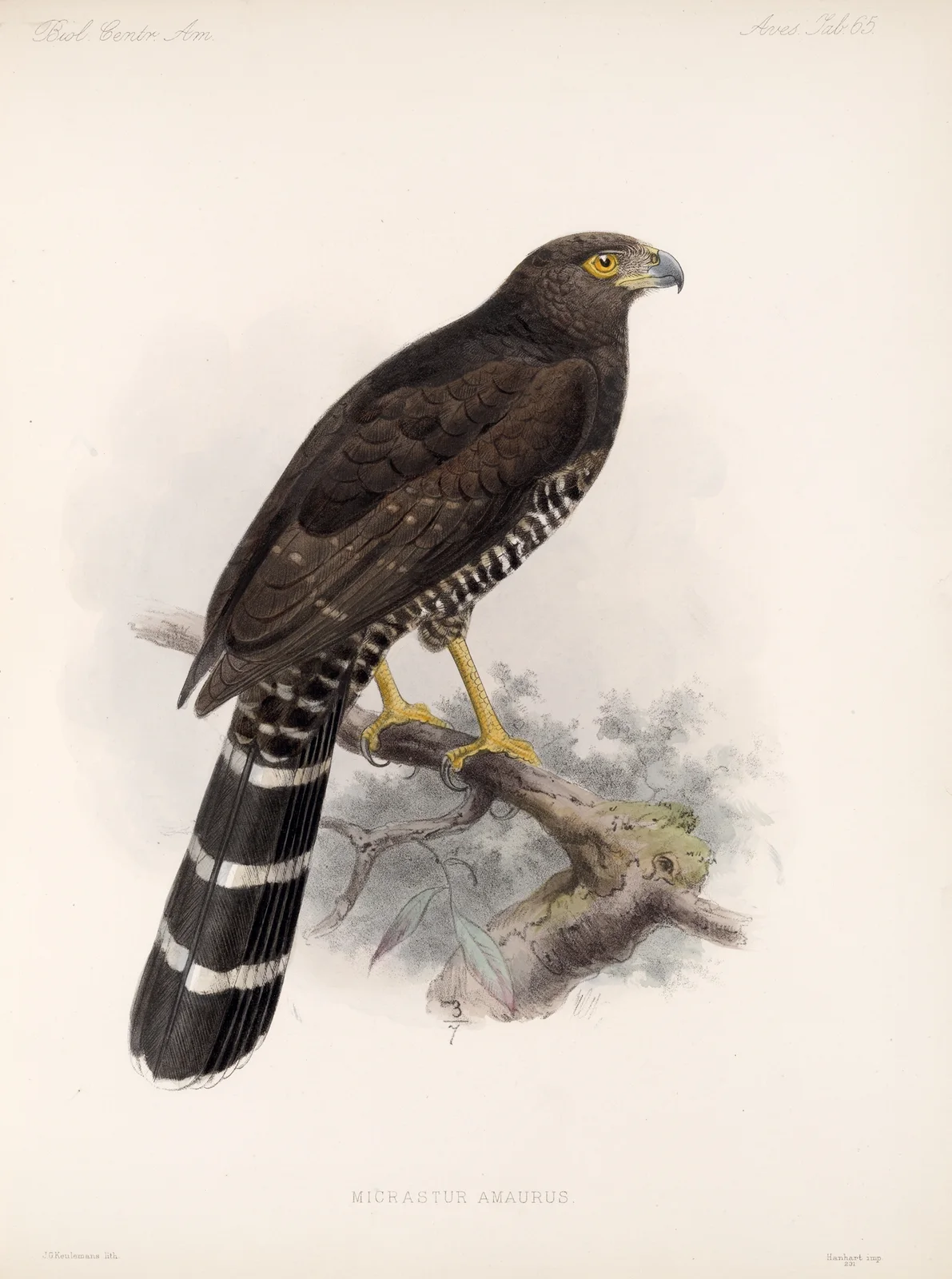 Aves Pl 70 av Frederick DuCane Godman