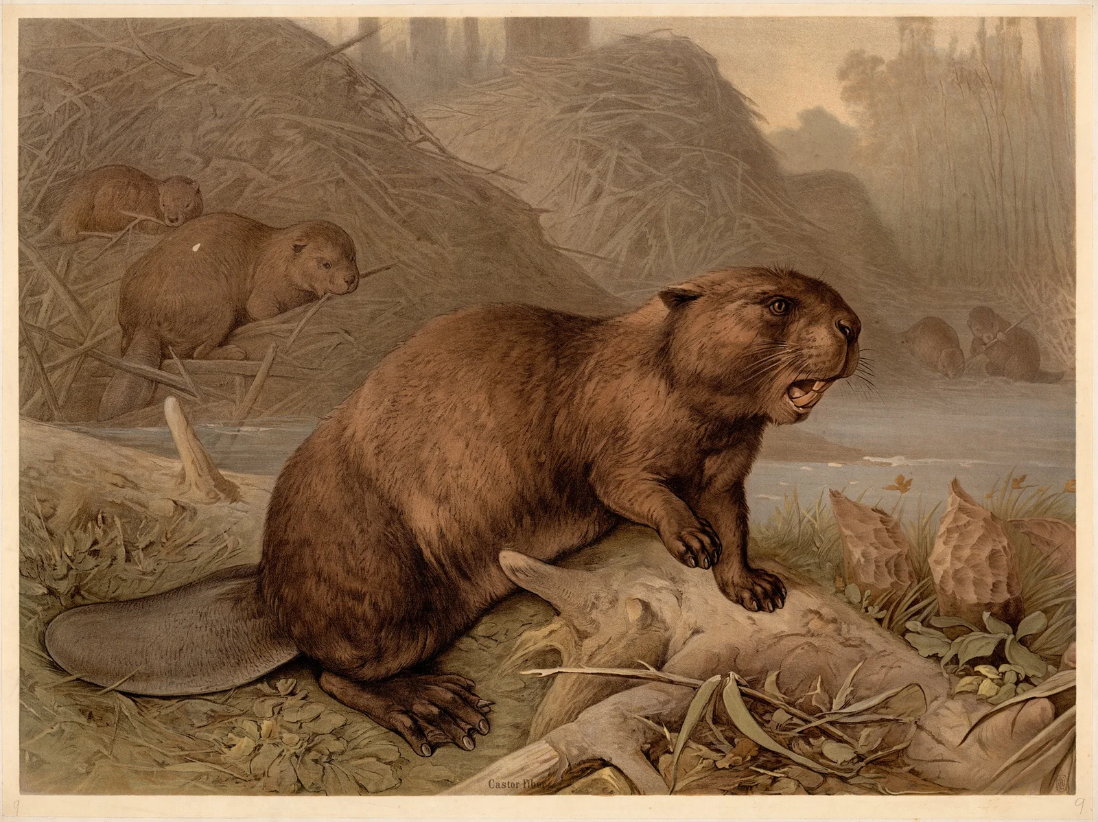 Beaver (Castor fiber) av F. E. Wachsmuth