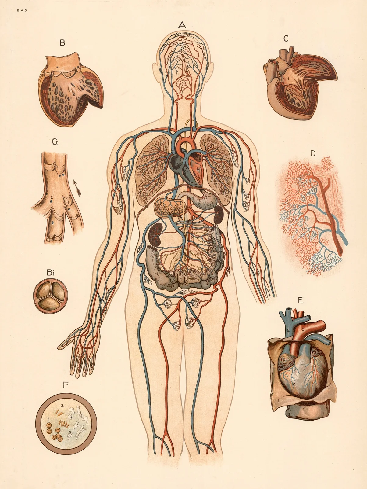 Blood circulation av F. E. Wachsmuth