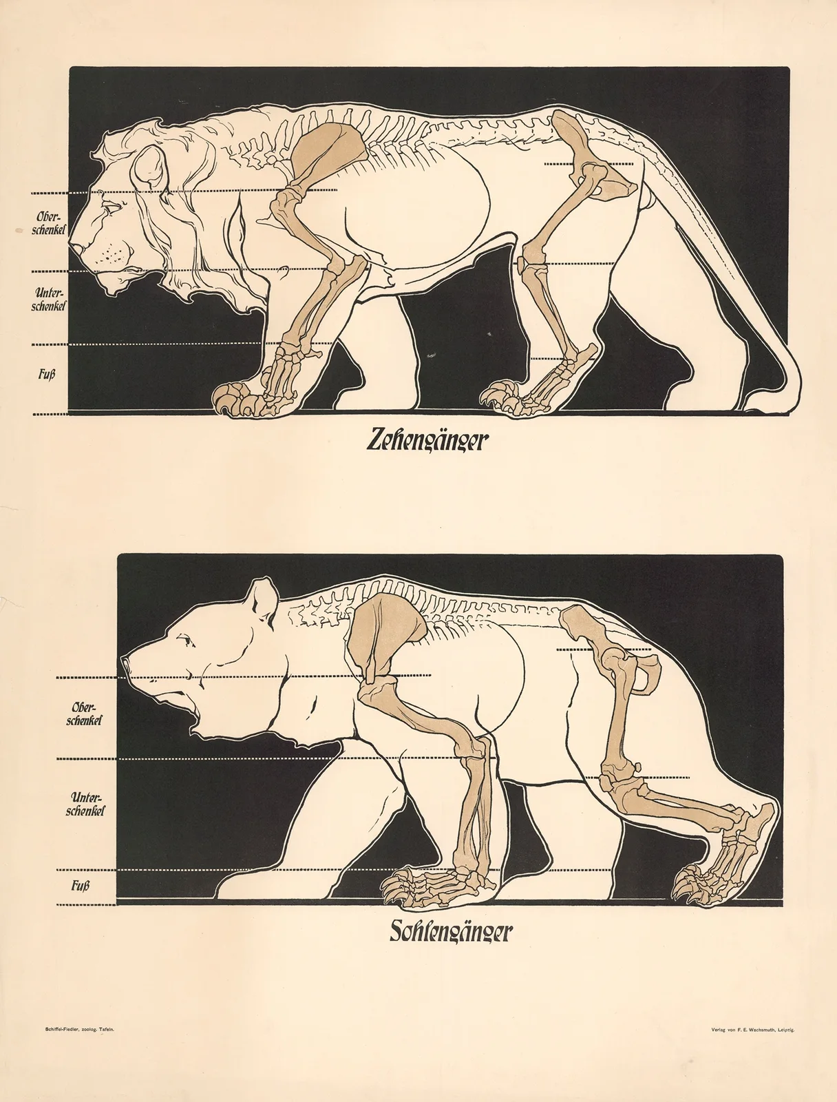 Digitigrade, Plantigrade av F. E. Wachsmuth
