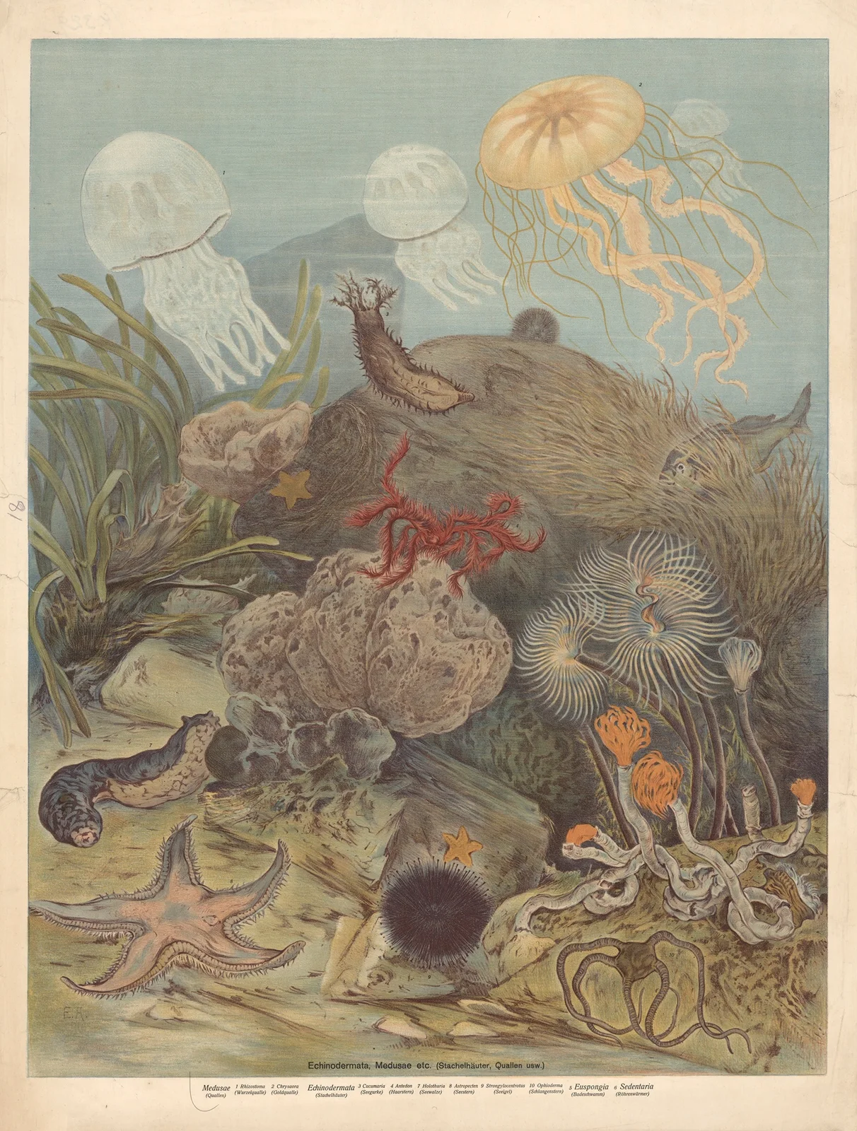 Echinoderms and jellyfish av F. E. Wachsmuth