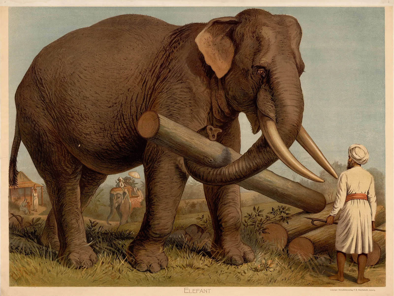 Elephant av F. E. Wachsmuth