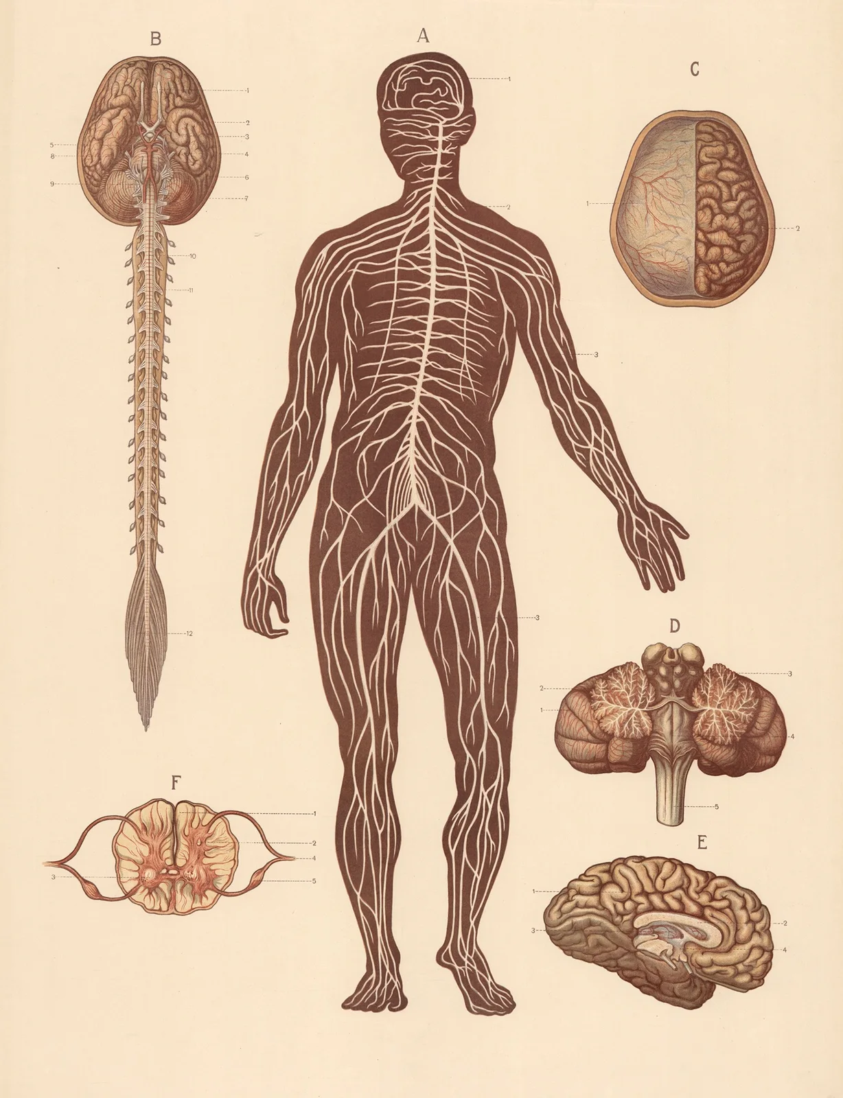 Nervous system and heart av F. E. Wachsmuth