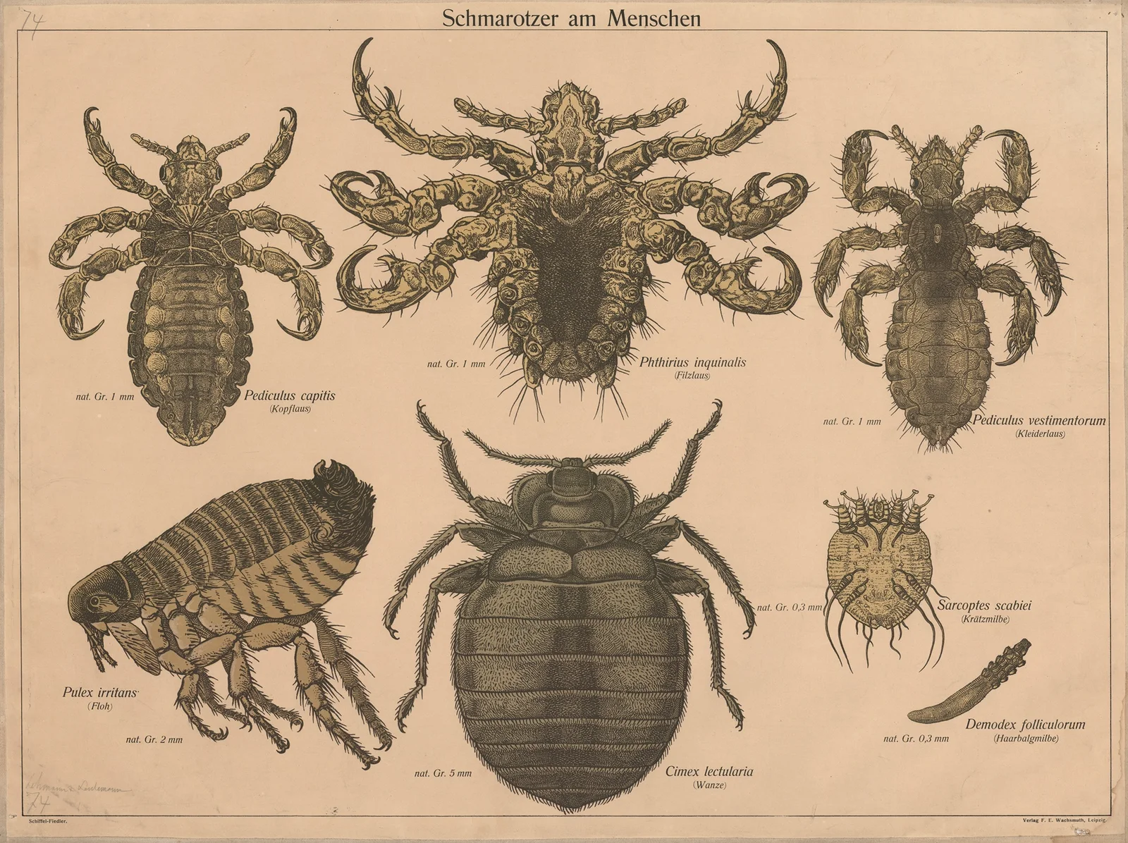 Parasites av F. E. Wachsmuth