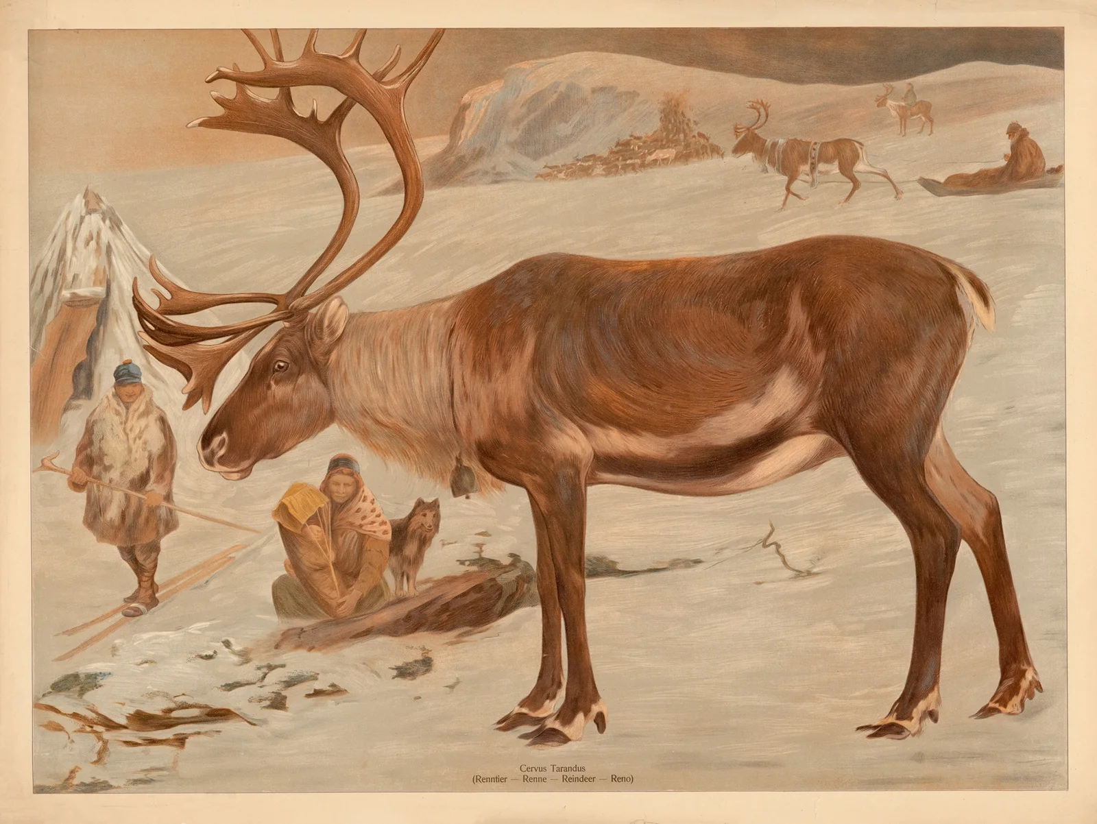 Reindeer av F. E. Wachsmuth