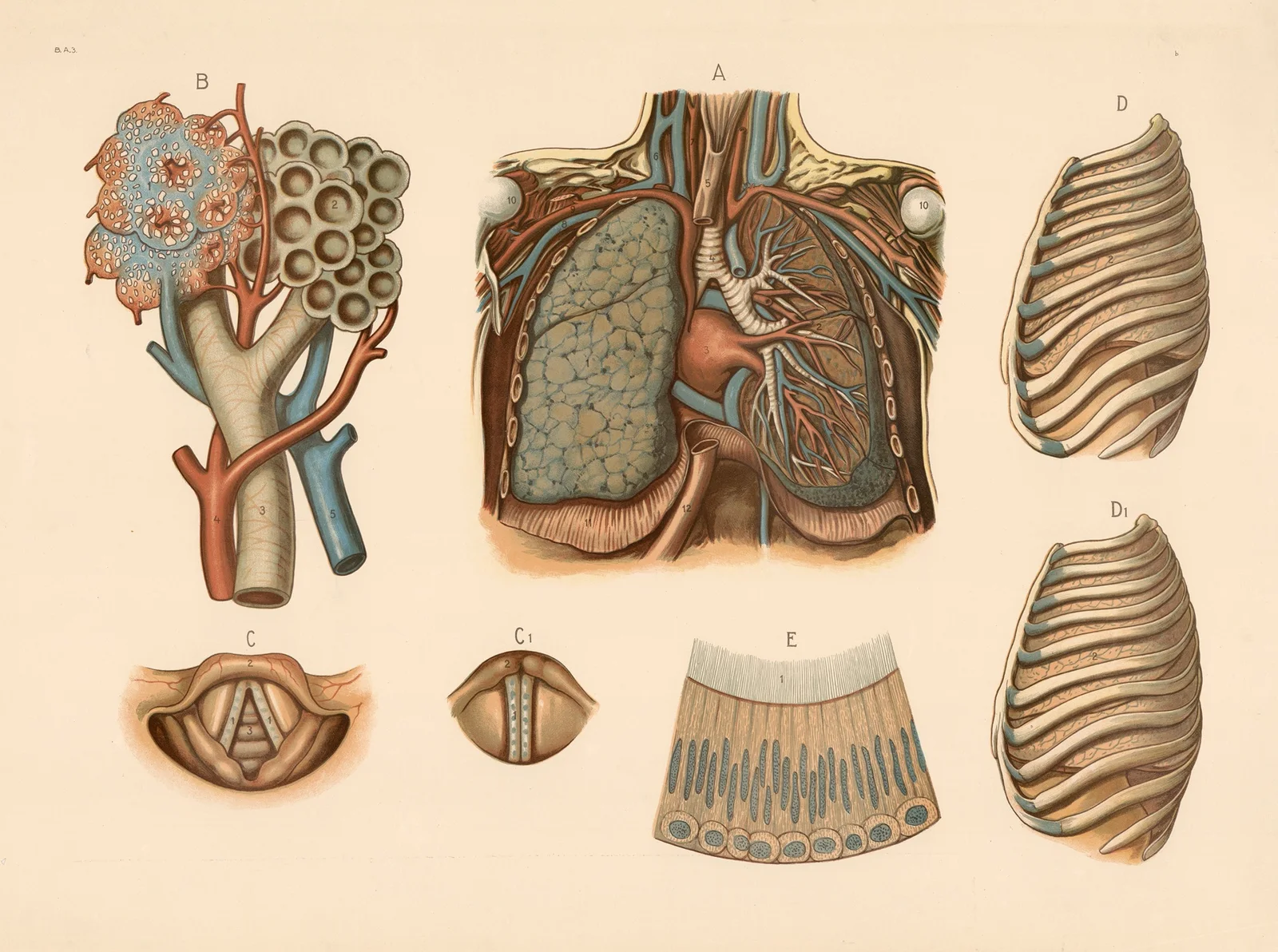 Respiratory system av F. E. Wachsmuth