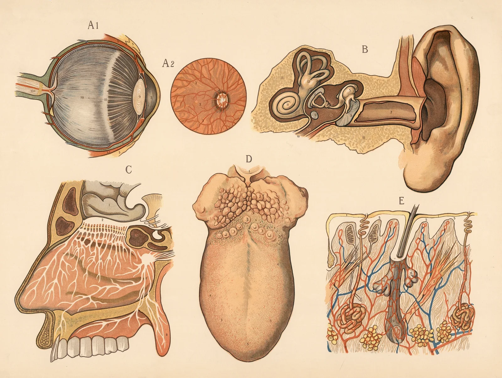 Sense organs av F. E. Wachsmuth