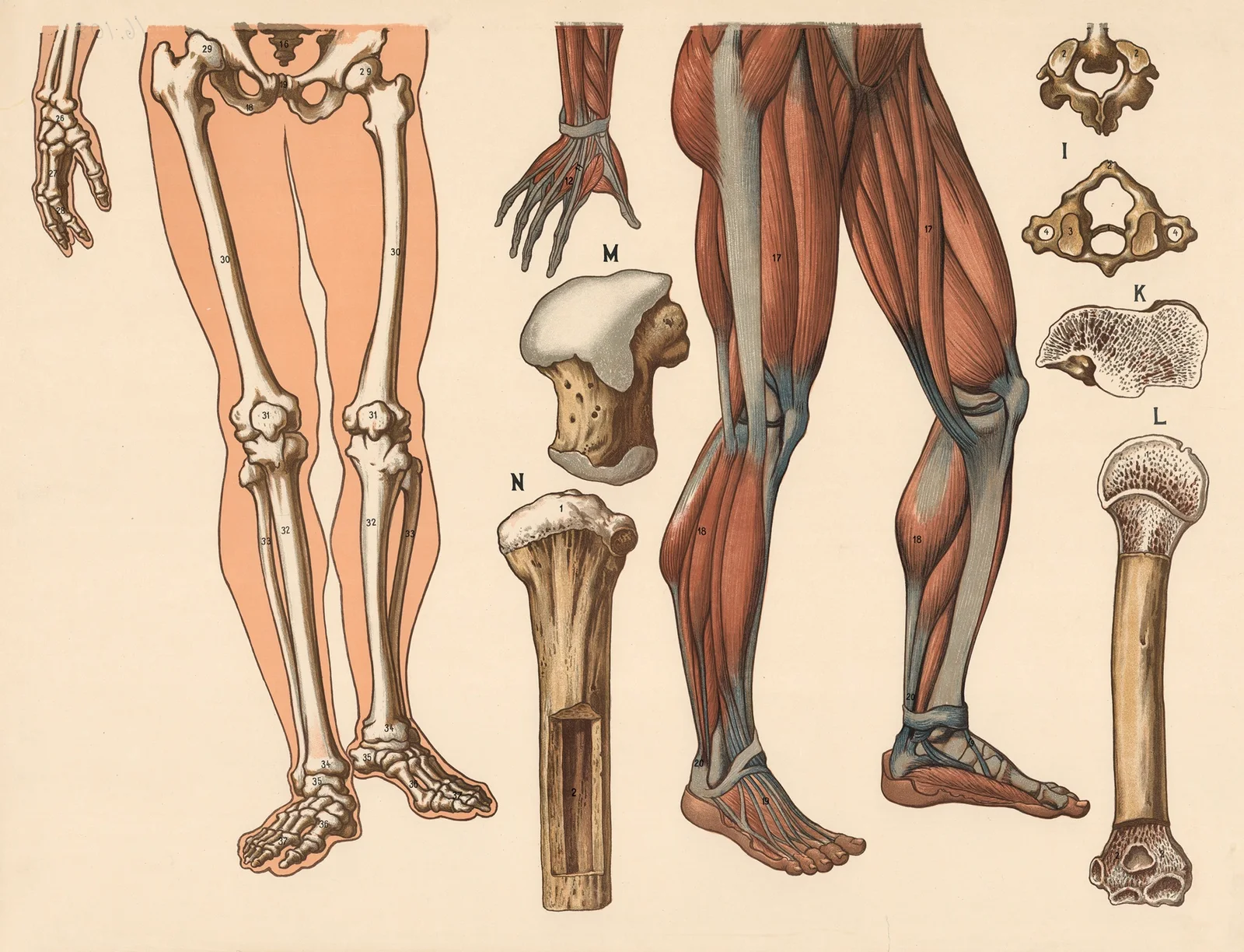 Skeleton and muscles (below the waist), 1906 – nr 2 av F. E. Wachsmuth