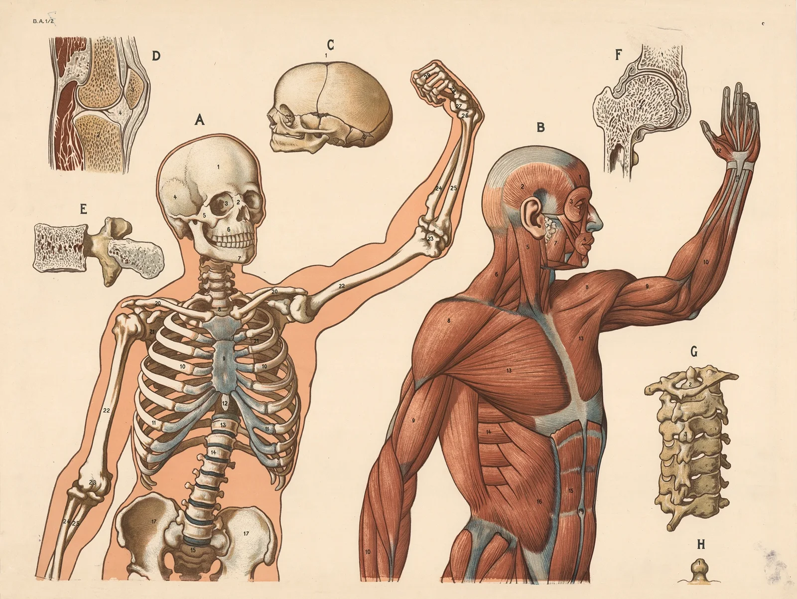 Skeleton and muscles (above the waist) av F. E. Wachsmuth