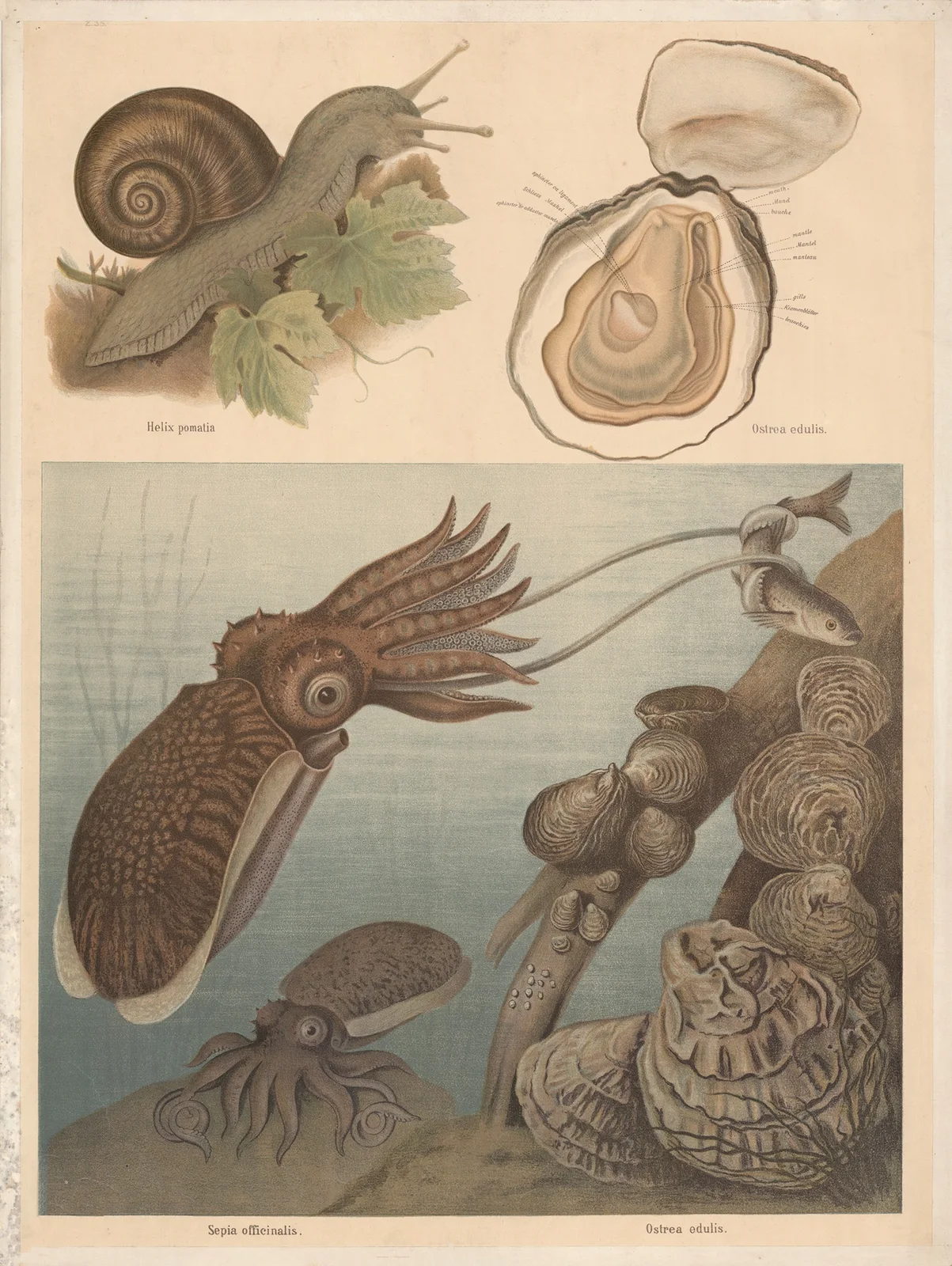 Squid, snail, and oyster av F. E. Wachsmuth