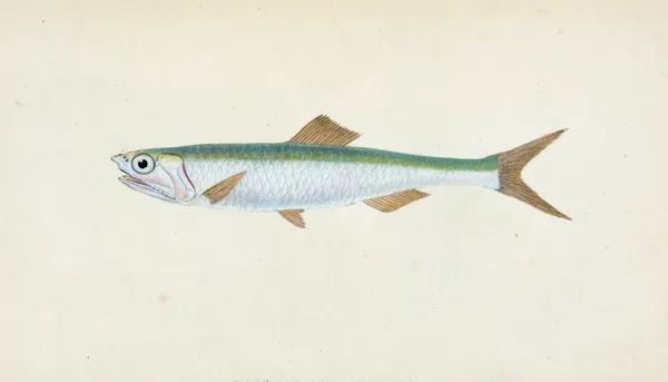 Anchovy, Clupea encrasicolus av Edward Donovan