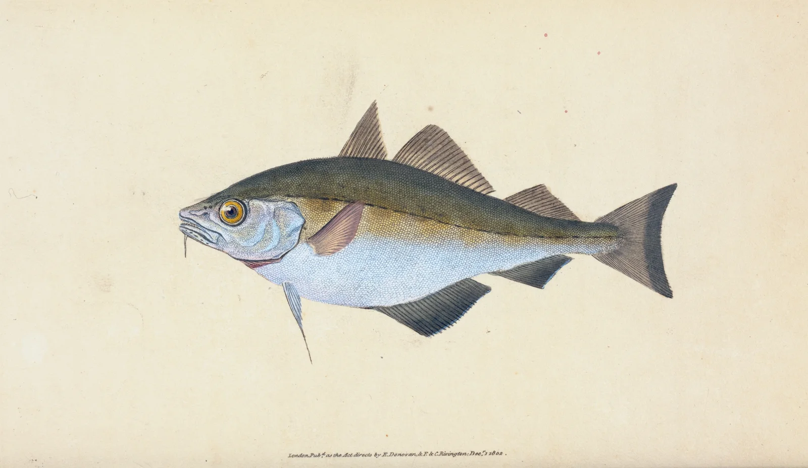 Bib, Gadus Luscus av Edward Donovan