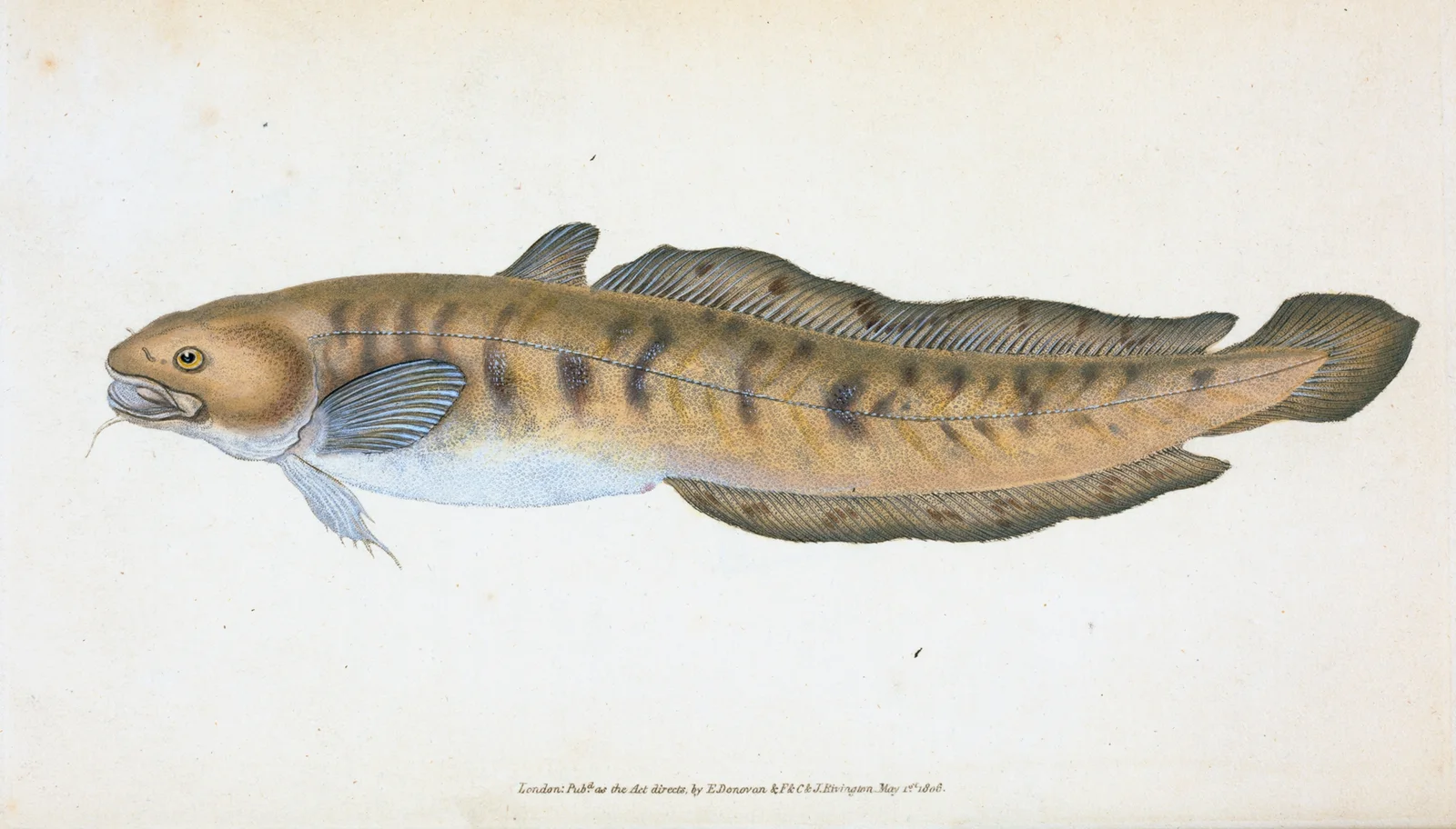 Burbot, Gadus lota av Edward Donovan