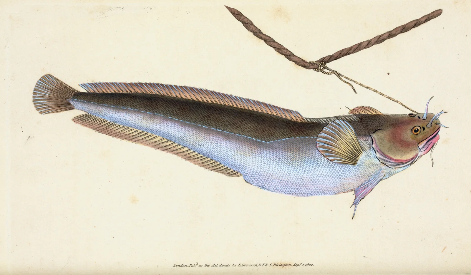 Cod, five-bearded, Gadus Mustella av Edward Donovan