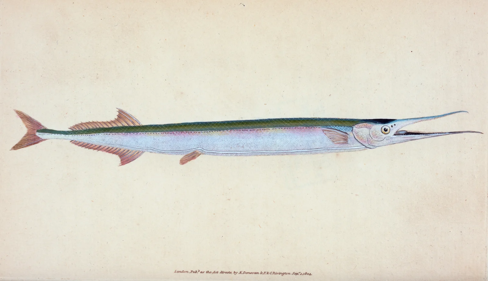 Common Gar-fish, Esox belone av Edward Donovan