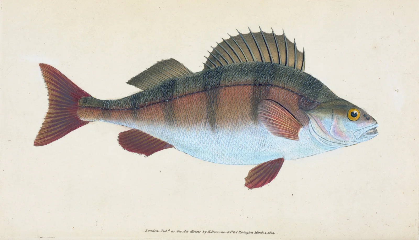 Common Perch, Perca Fluviatilis av Edward Donovan