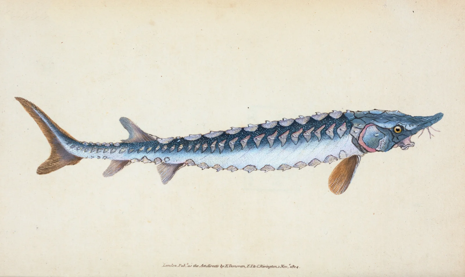 Common Sturgeon, Acipenser Sturio av Edward Donovan