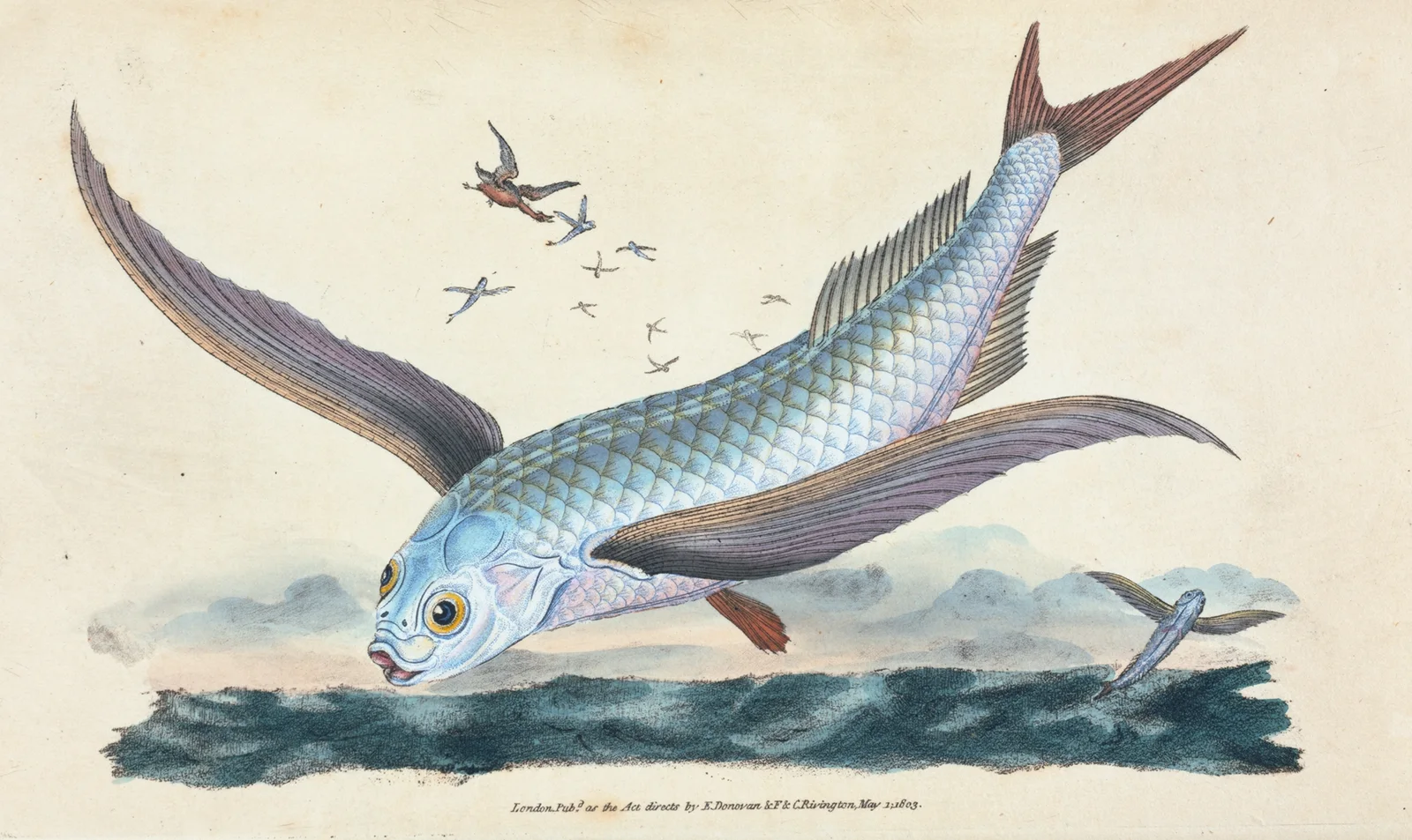 Flying-fish, Exocoetus Volitans av Edward Donovan