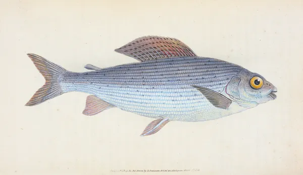 Grayling, Salmo Thymallus av Edward Donovan