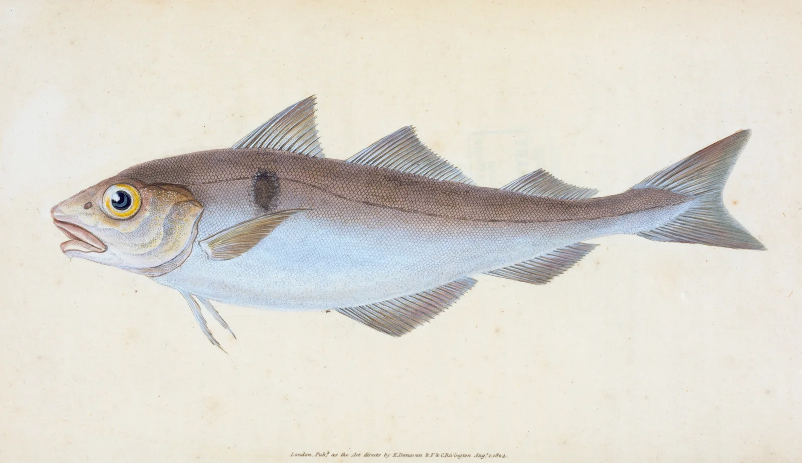 Haddock, Gadus Æglefinus av Edward Donovan