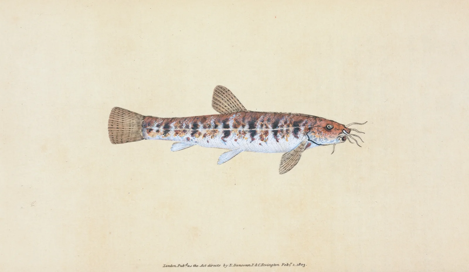 Loche, Cobitis Barbatula av Edward Donovan