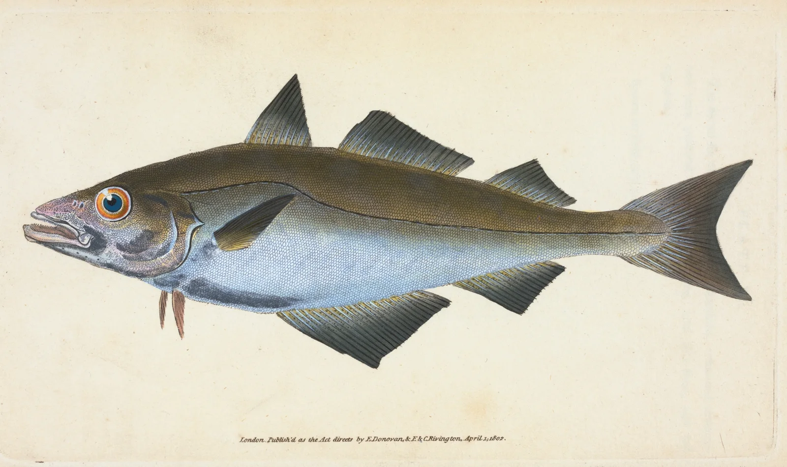 Pollack, Gadus Pollachius av Edward Donovan