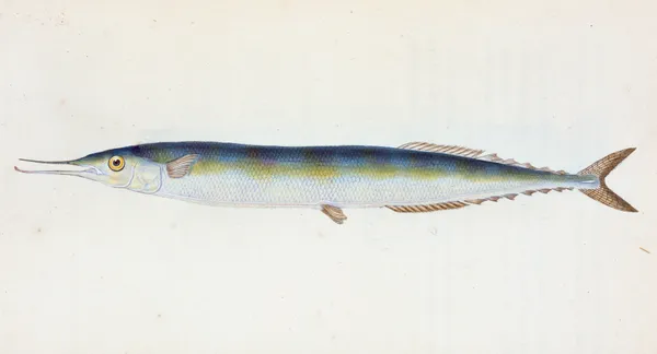 Saury, or Skipper Pike, Esox saurus av Edward Donovan