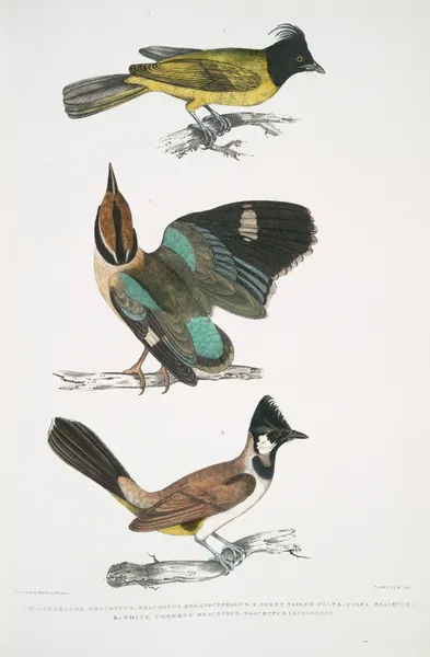 1. Black-headed Brachypus, Brachypus melanocephalus; 2. Short Tailed Pelta [Pitta], Pelta [Pitta] brachyura av John Edward Gray