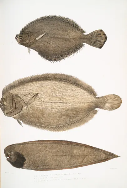 1. Chinese Plaice, Platessa Chinensis; 2. Dr. Russell’s Plaice, Platessa Russellii; 3. Short lined Finless Sole, Plagusia abbreviata. China. av John Edward Gray