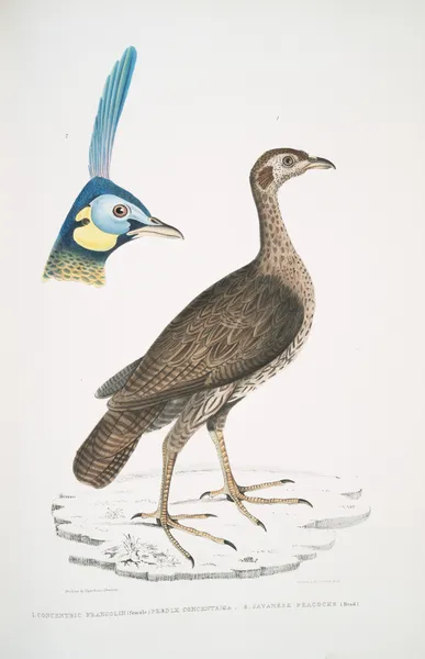 1. Concentric Francolin (female), Perdix concentrica; 2. Javan Peacock, Pavo muticus. (Head) av John Edward Gray