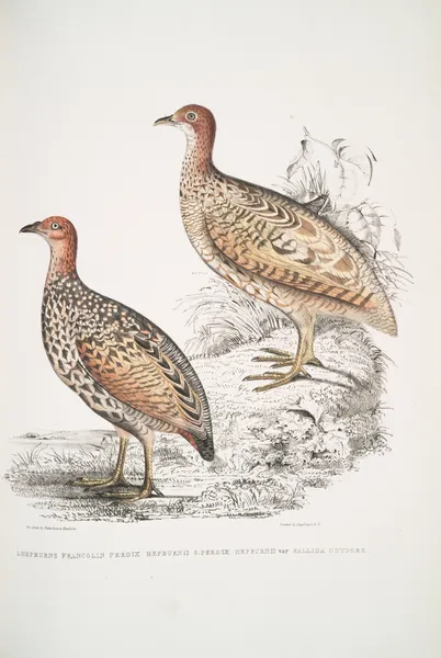 1. Hepburn’s Francolin, Perdix Hepburnii; 2. Perdix Hepburnii, var. Pallida odypore. av John Edward Gray