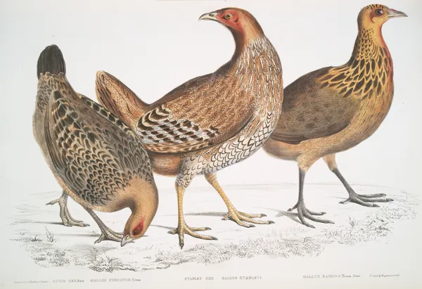 1. Javan Hen, Gallus furcatus; 2. Lord Stanley’s Hen, Gallus Stanleyi; 3. Bank’s Hen, Gallus Bankiva. av John Edward Gray