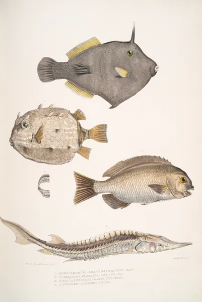1. Spine Sided Monacanthus, Monacanthus (Amanses) Histrix; 2. Many Spined Coffin Fish, Ostracion (Acarana) auritus av John Edward Gray