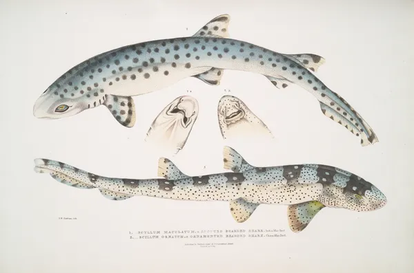 1. Spotted Bearded Shark, Scyllum maculatum. India, Mus. Brit.; 2. Ornamented Bearded Shark, Scyllum ornatum av John Edward Gray