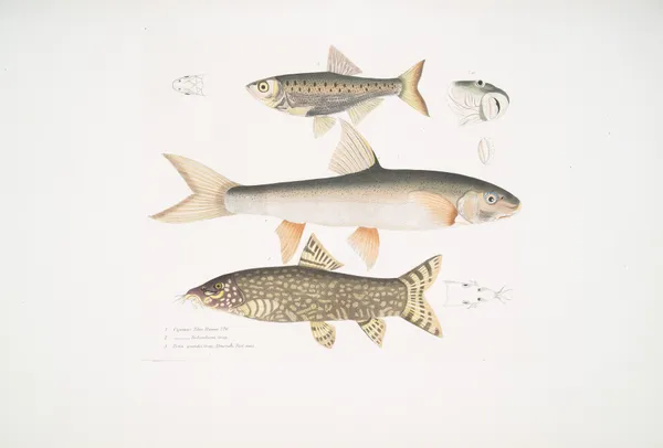 1. Tileo Carp, Cyprinus Tileo; 2. Richardson’s Carp, Cyprinus Richardsonii; 3. Beautiful Loach, Botia grandis. av John Edward Gray