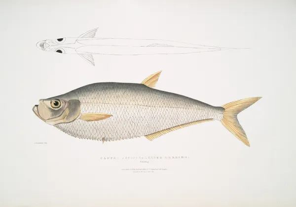Allied Herring, Clupea affinis. Penang. av John Edward Gray