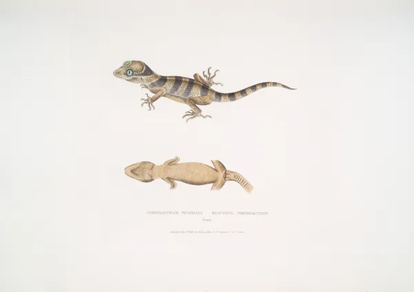 Beautiful Cyrtodactylus, Cyrtodactylus pulchellus. av John Edward Gray