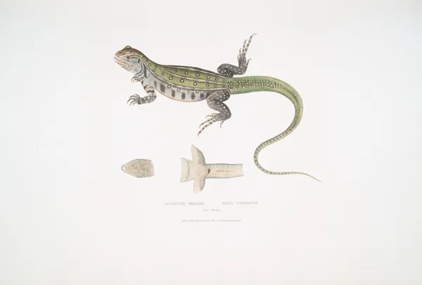 Bell’s Uromastix, Uromastix Bellii. From Penang. av John Edward Gray