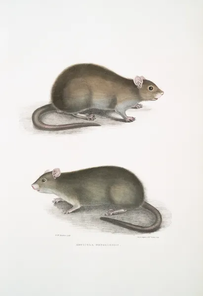 Bengal Field Rat, Arvicola Bengalensis. av John Edward Gray