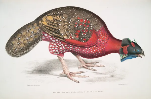 Bengal Horned Pheasant, Satyra Lathami. av John Edward Gray