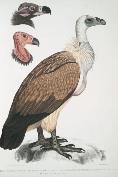 Bengal Vulture, Vultur Bengalensis. 1 Head of Vultur Pondicherianus; 2. Head of Vultur monarchus [monachus]. av John Edward Gray