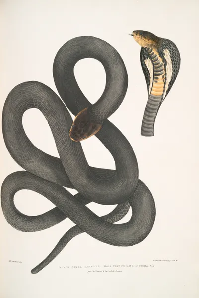 Black Cobra Capella, Naia tripudians, var. nigra. av John Edward Gray